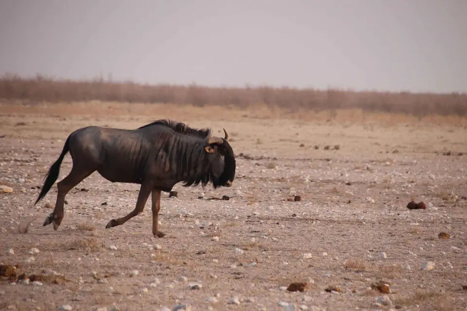 92_Gnu.jpg