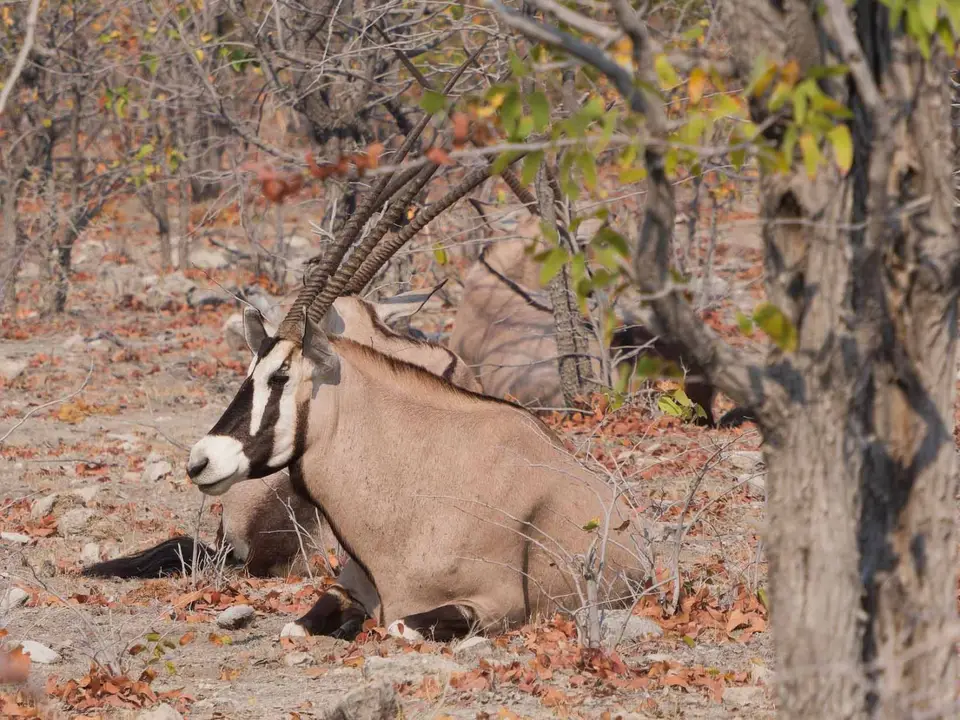 96_Oryx.jpg