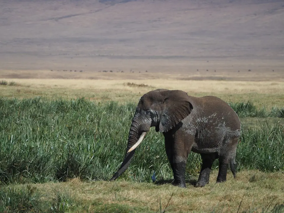 FS156735.JPG