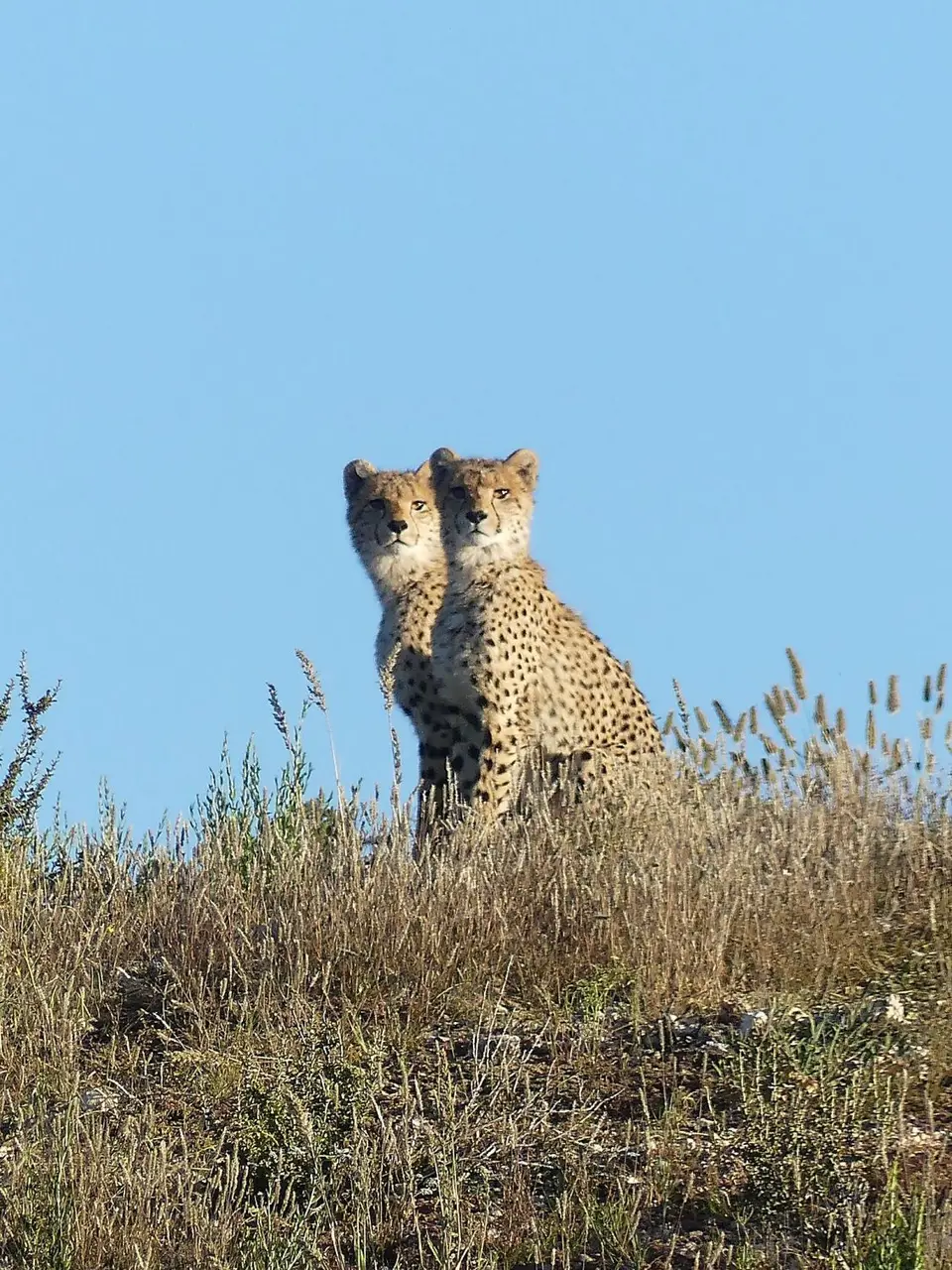 Cheetah2.jpg