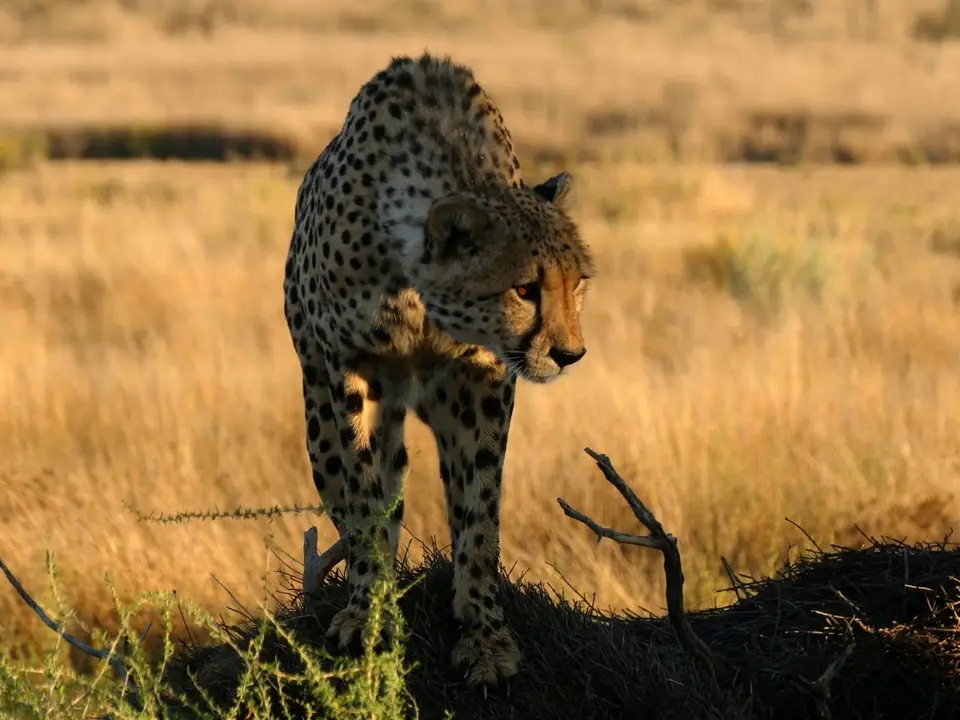 Cheetah5.jpg