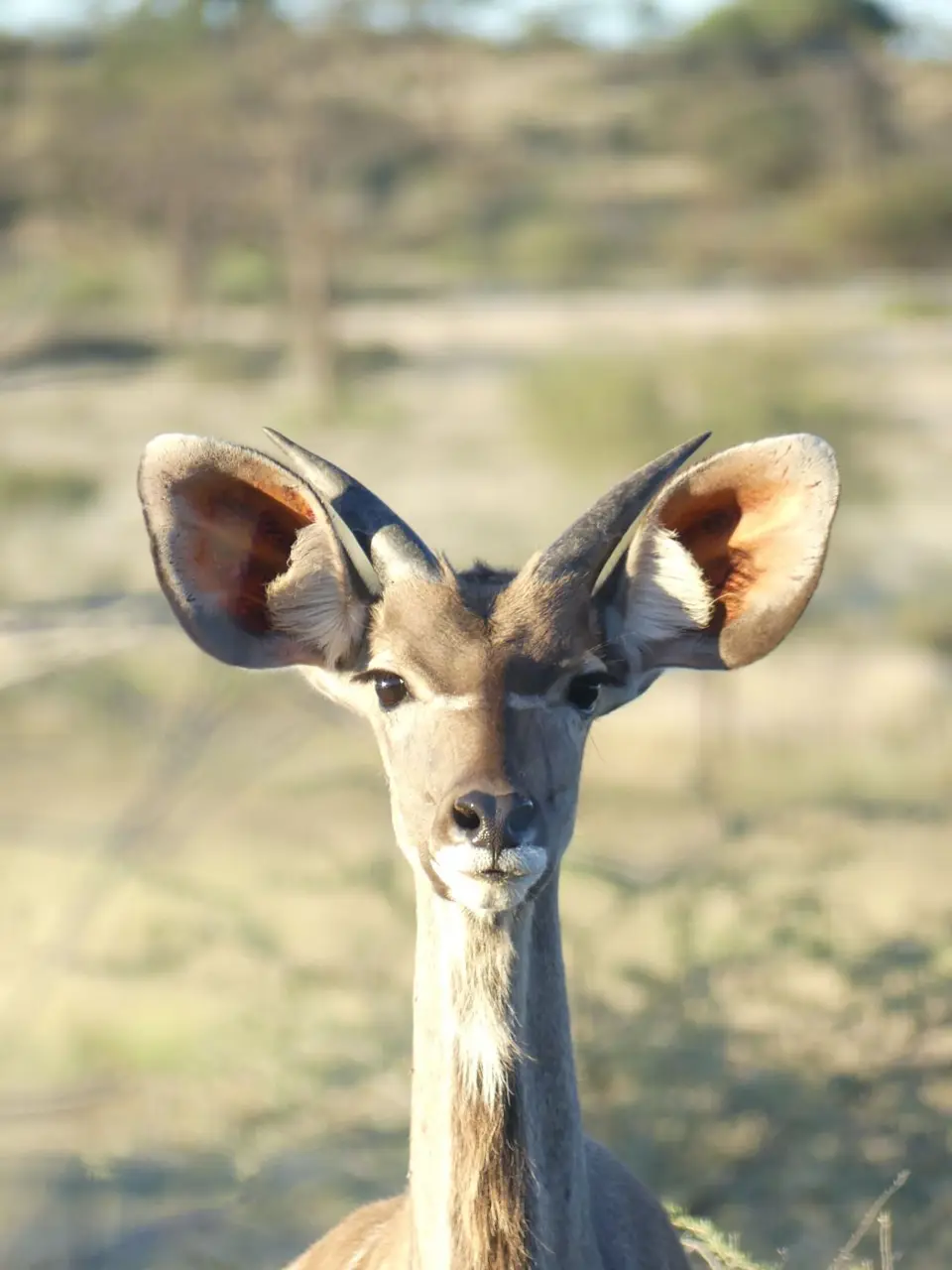 Kudu.jpg