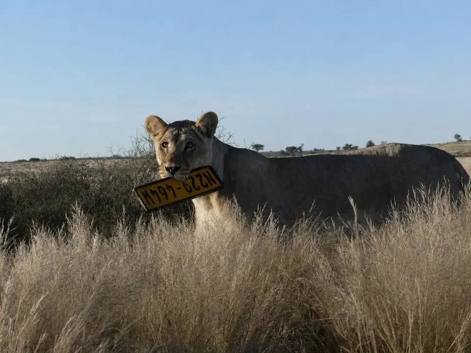 Lion.jpg