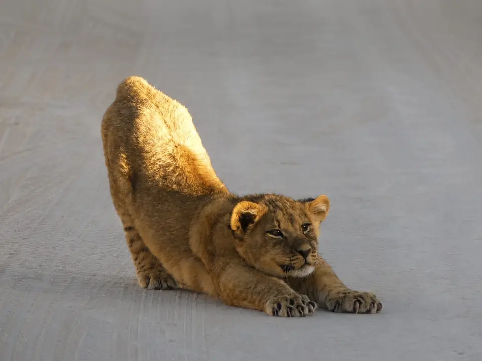 LöwePilates.jpg