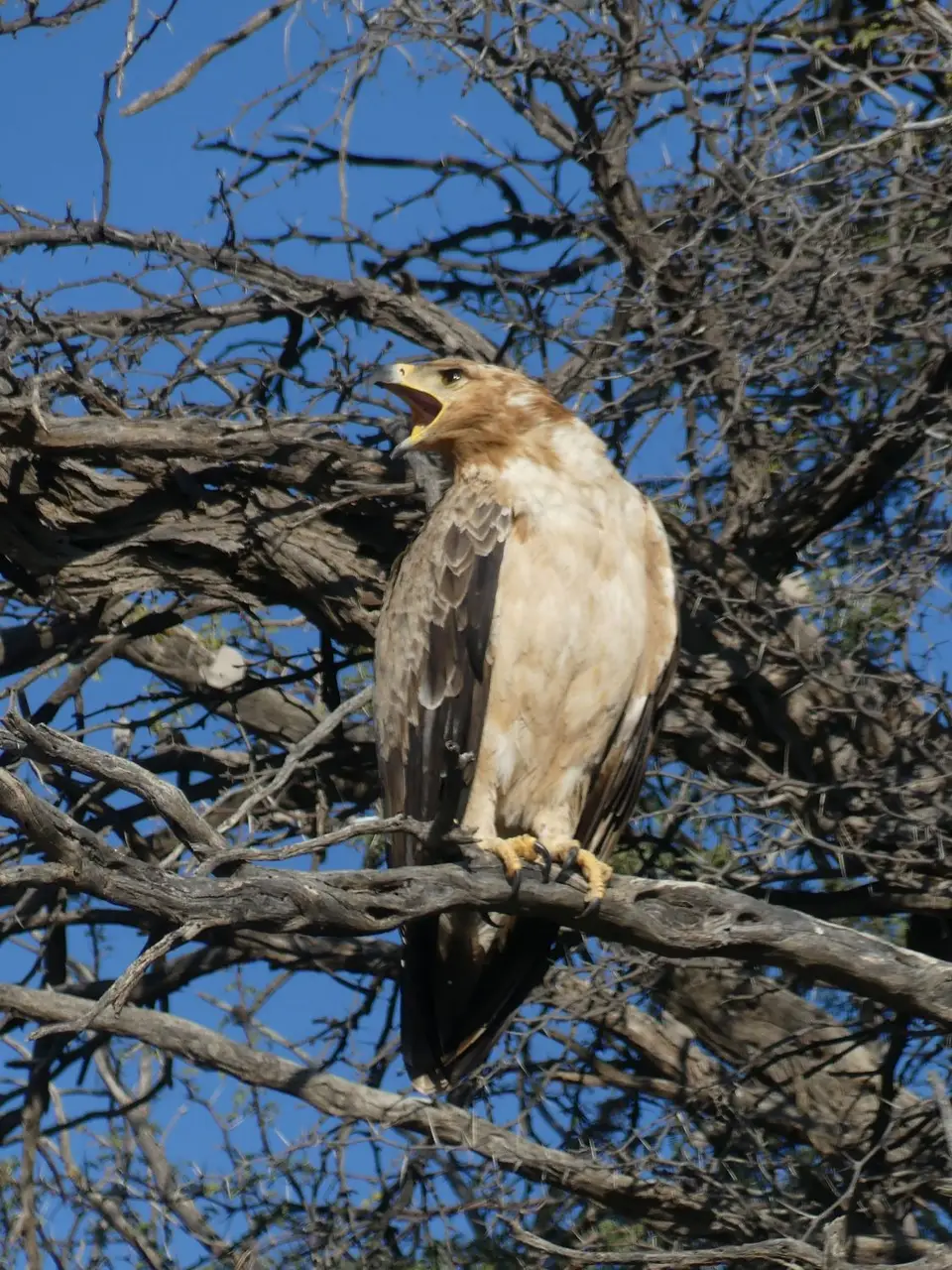 Vogel1.jpg