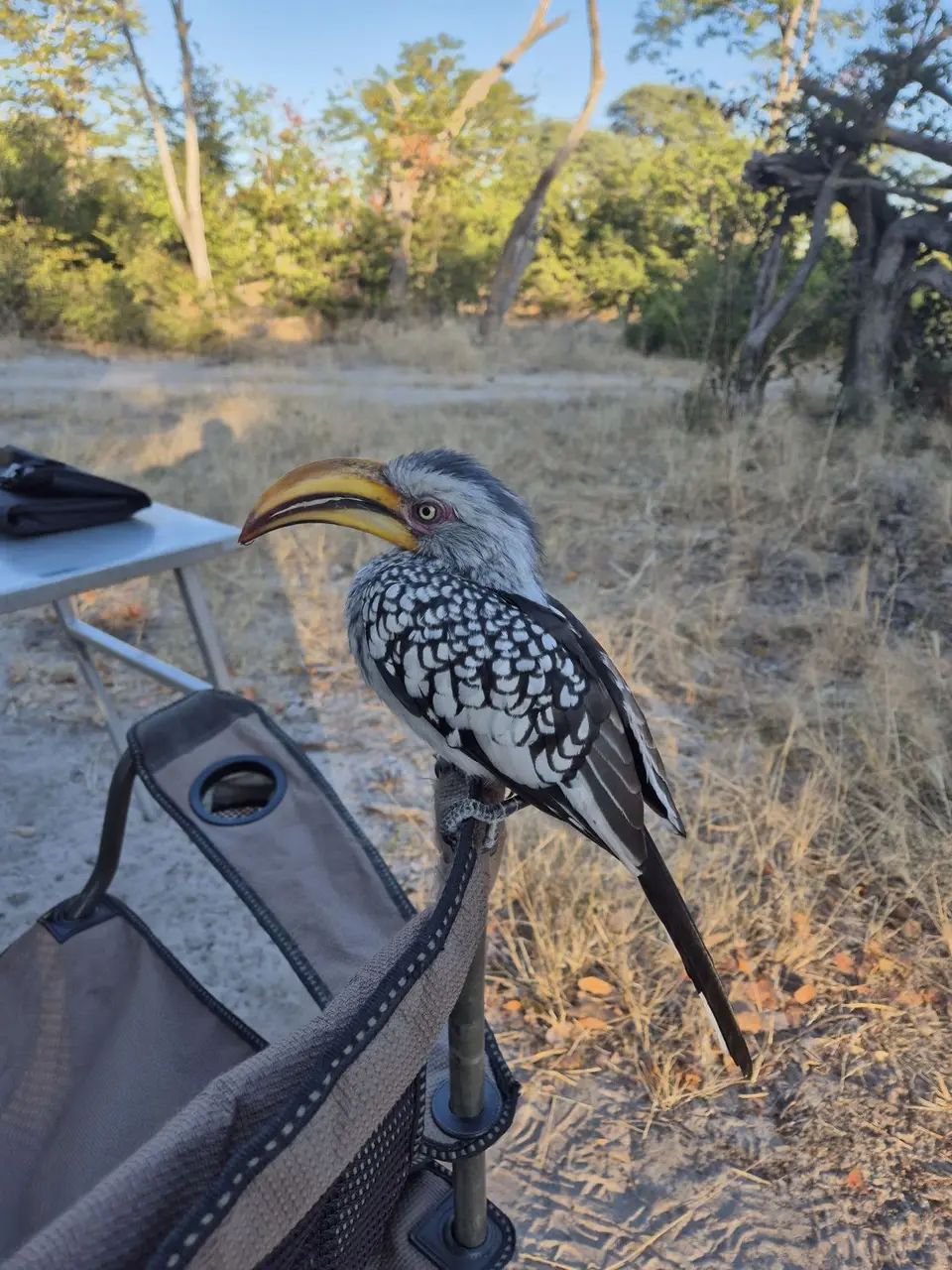 hornbill.jpg