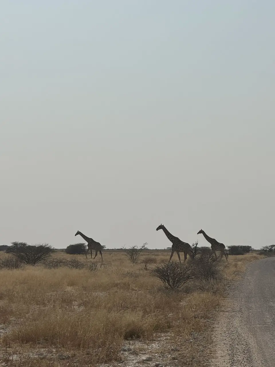 IMG_7196-2.jpeg