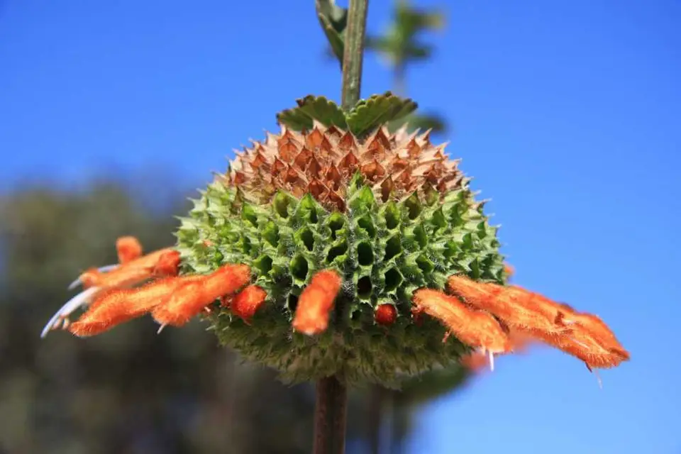 Blume_2011-10-17.jpg