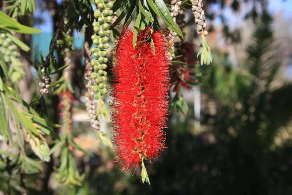 Blume_3_2011-10-17.jpg