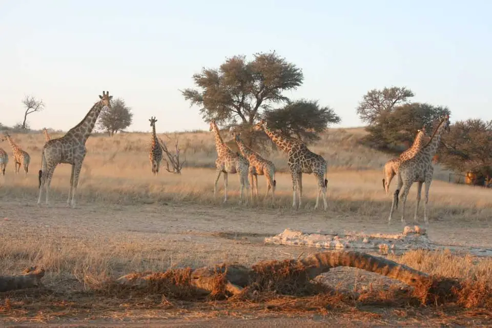 GiraffenimKTP.jpg