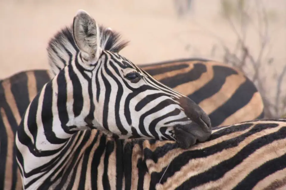 ZebraimKrger.jpg