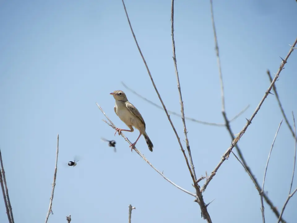 IMG_9066.JPG