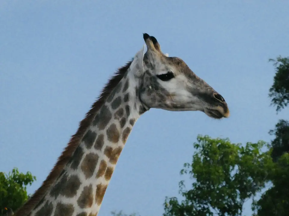 IMG_8559.jpeg