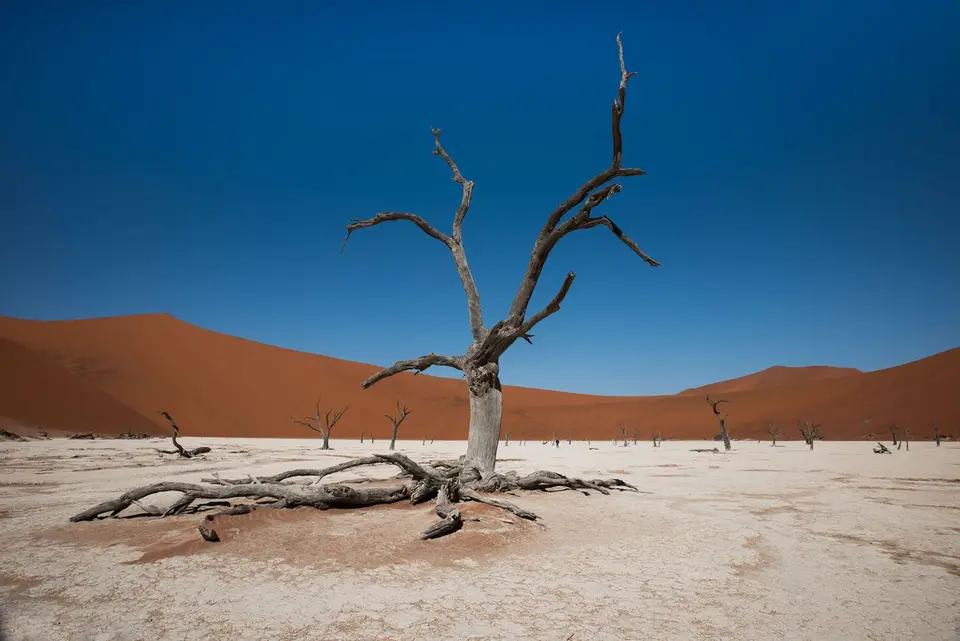 q_deadvlei_baum.jpg