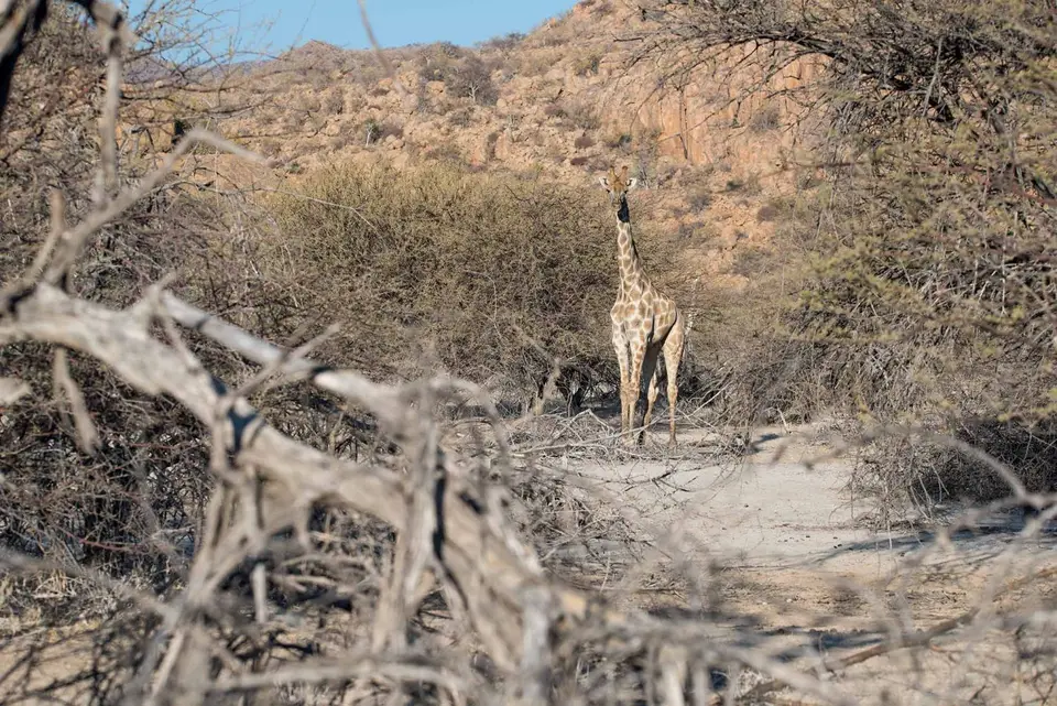w_Giraffe2.jpg