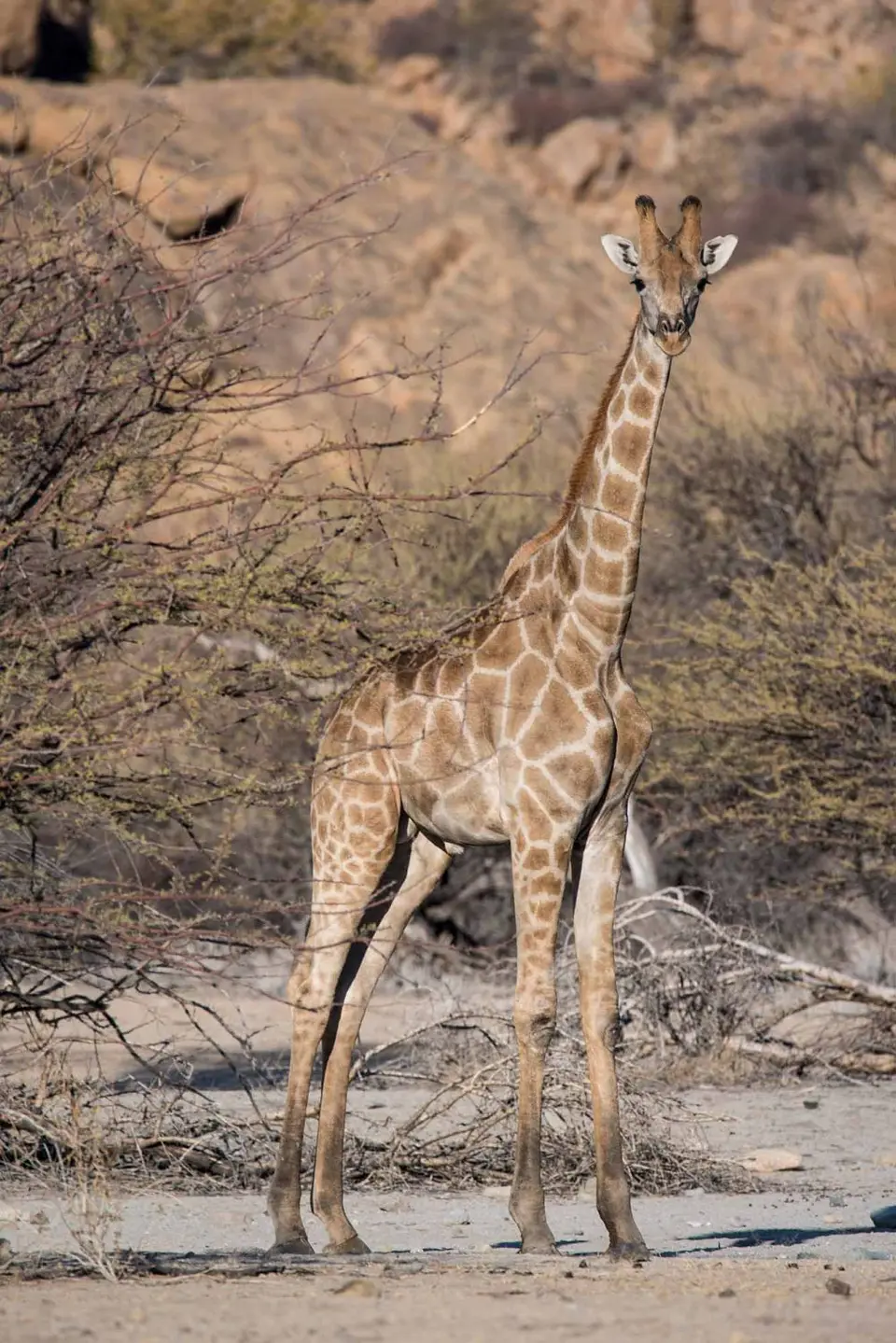 w_Giraffe3.jpg