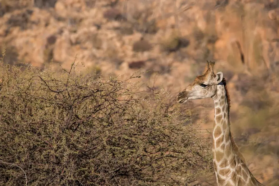 w_Giraffe4.jpg