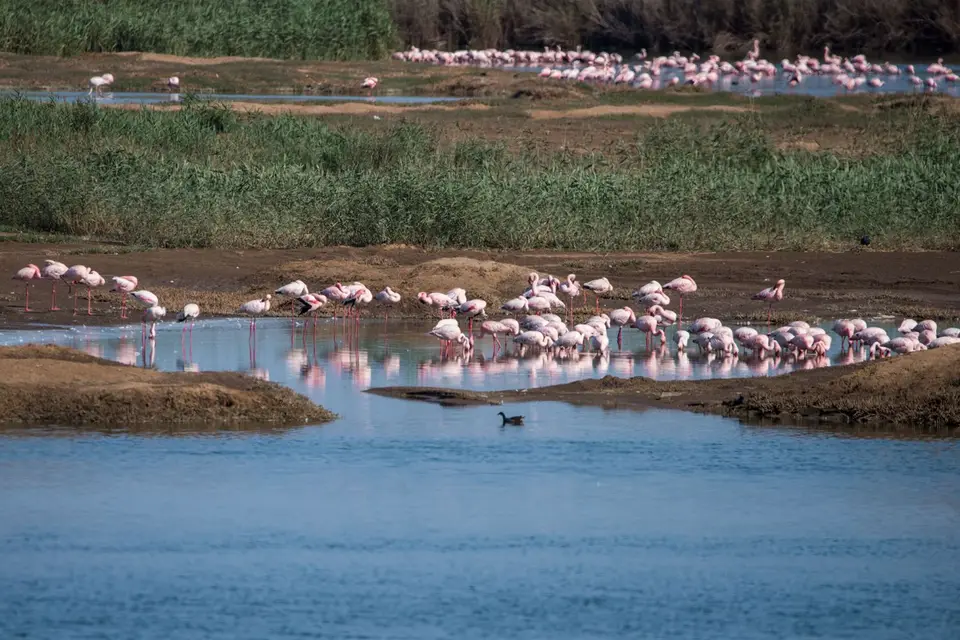 w_flamingos.jpg