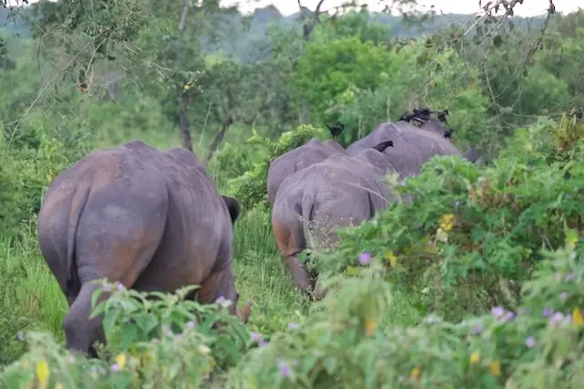 2026-06-01_045_Uganda.jpg