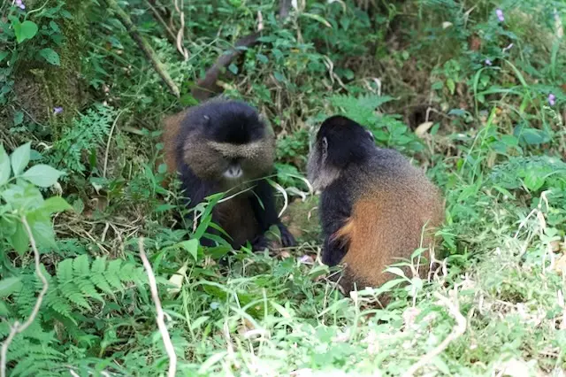 2026-06-15_041_Uganda.jpg