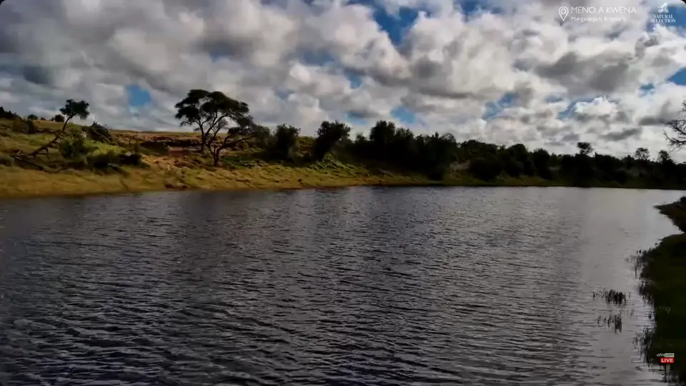 Screenshot2026-03-16at09-13-14LIVEZebraMigrationatMenoaKwenaBotswanaWildlifeSafariCam-YouTube.png
