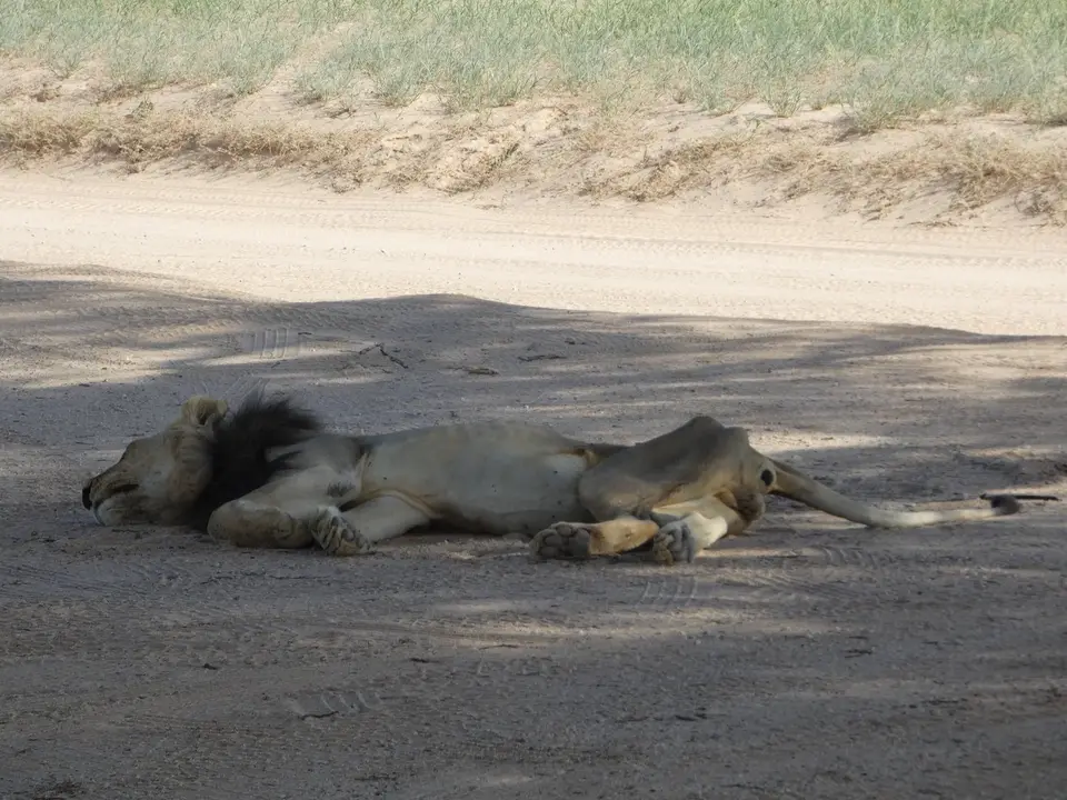 P1000185-l.jpg
