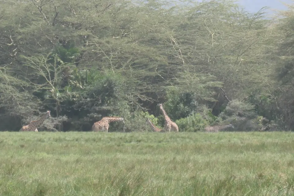 057_Giraffen_P1001420.JPG