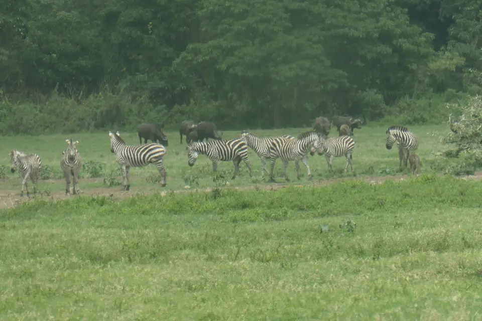 064_Zebras_Büffel_P1001492.JPG