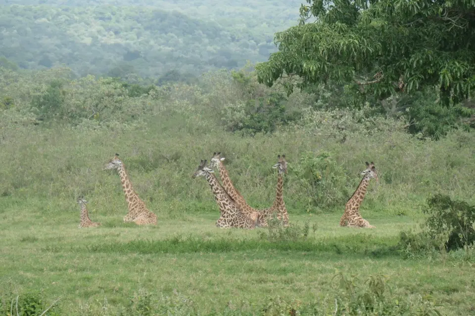 065_sitzende_Giraffen_P1001497.JPG