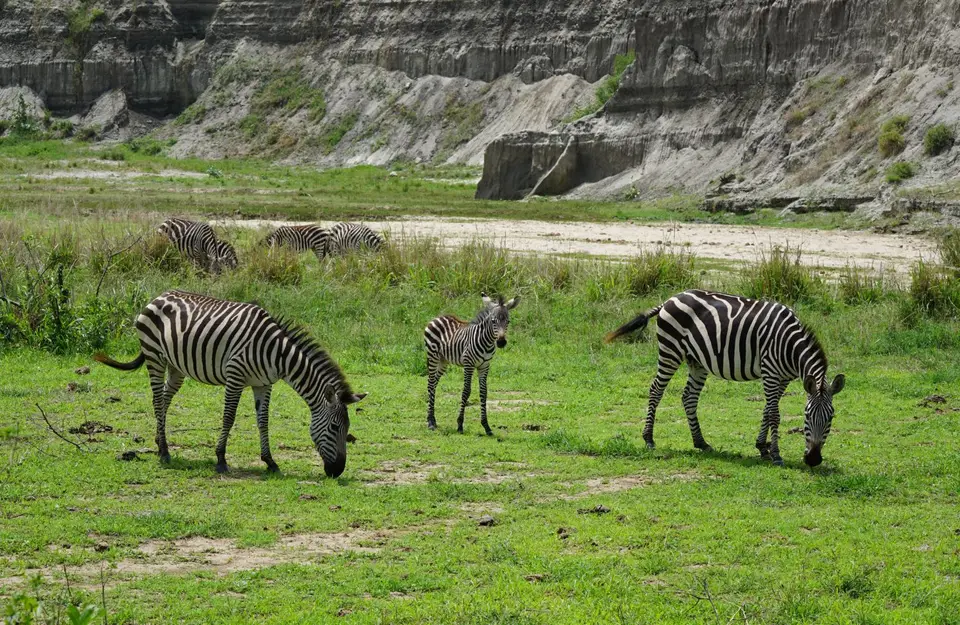071_Zebras_DSC00644.JPG