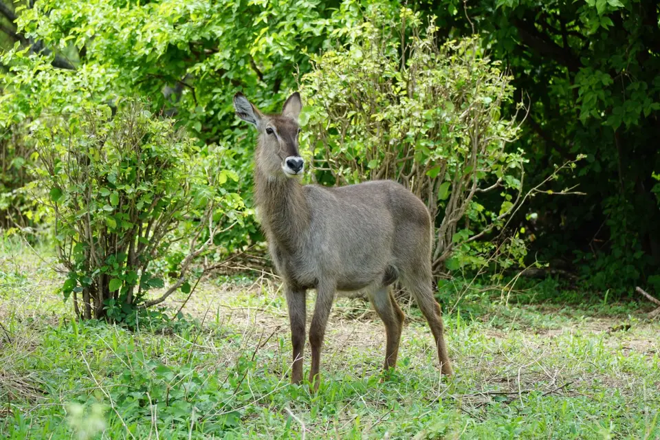 080_Wasserbock_DSC00686.JPG