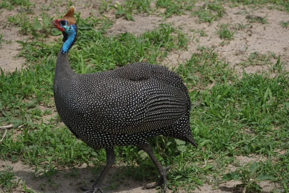 083_Helmperlhuhn_DSC00689.JPG