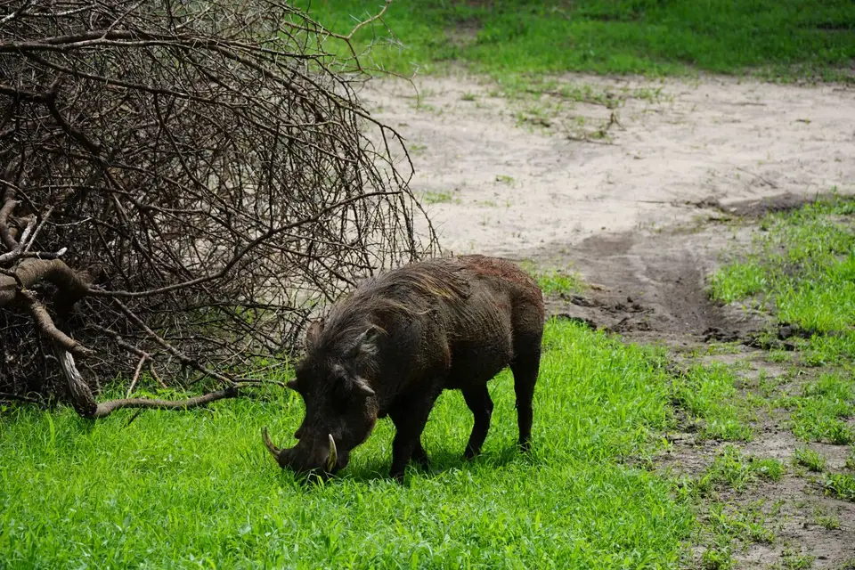085_Warzenschwein_DSC00693.JPG