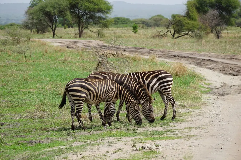 089_Zebra_Trilogie_DSC00713.JPG
