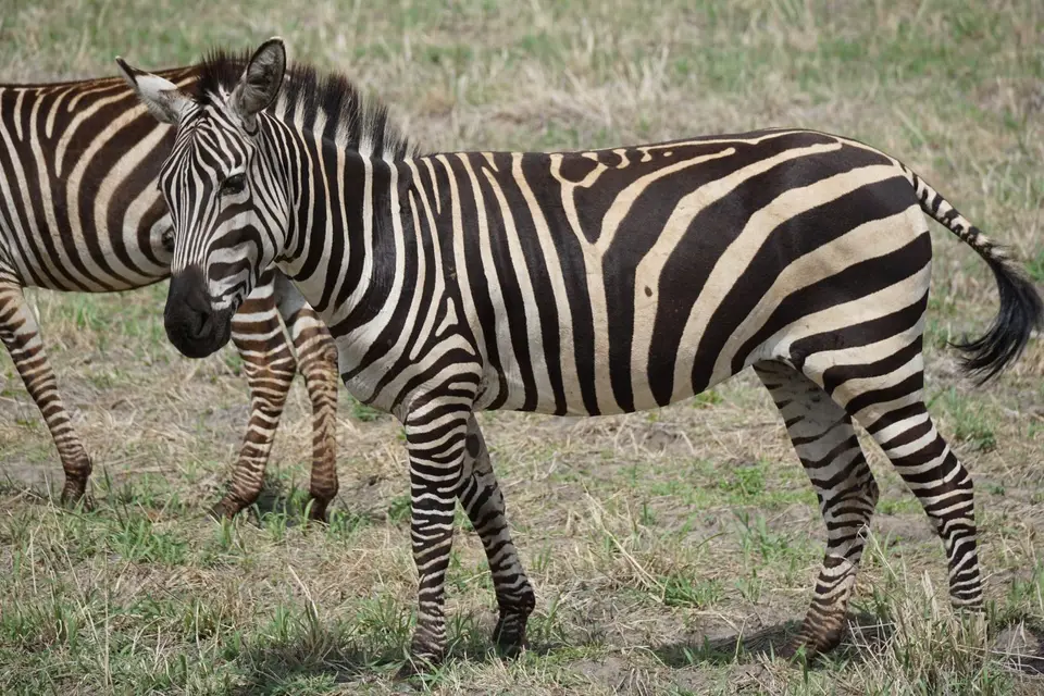 090_Zebra_close_DSC00716.JPG