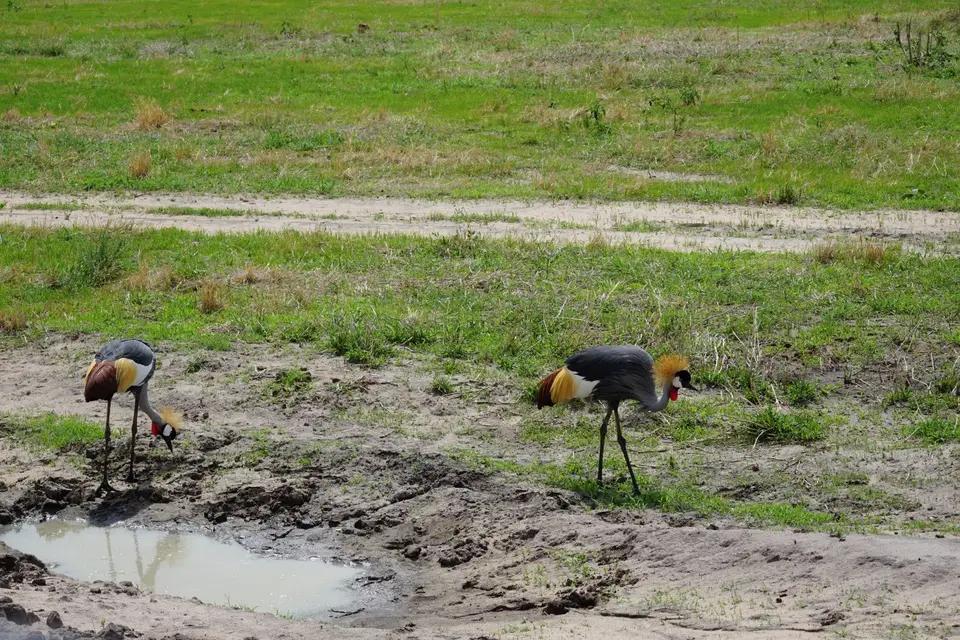 092_Uganda_Wappentier_DSC00719.JPG
