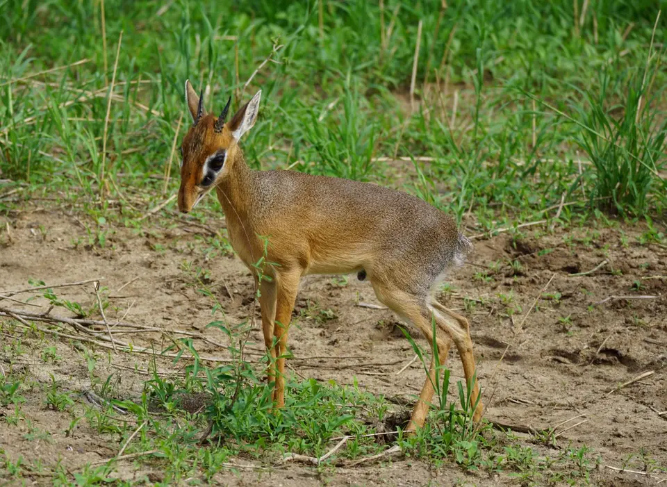 094_Dik_Dik_DSC00726.JPG