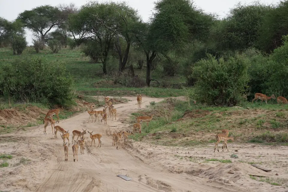 101_Impalas_DSC00731.JPG