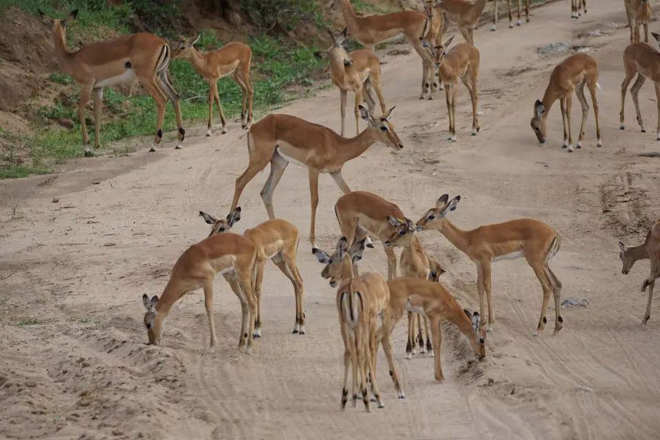 102_Impalas_DSC00732.JPG