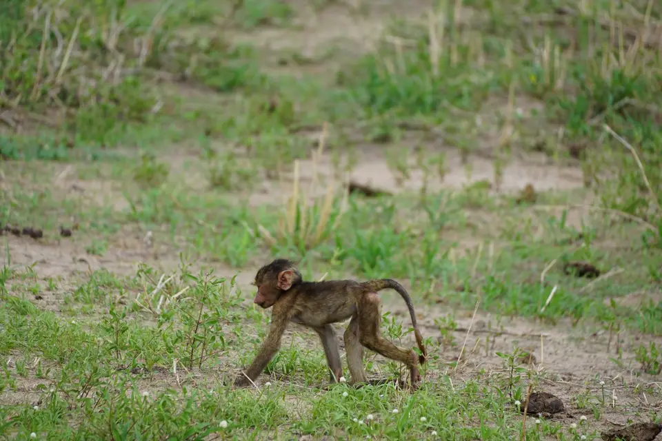 106_Pavianbaby_DSC00744.JPG