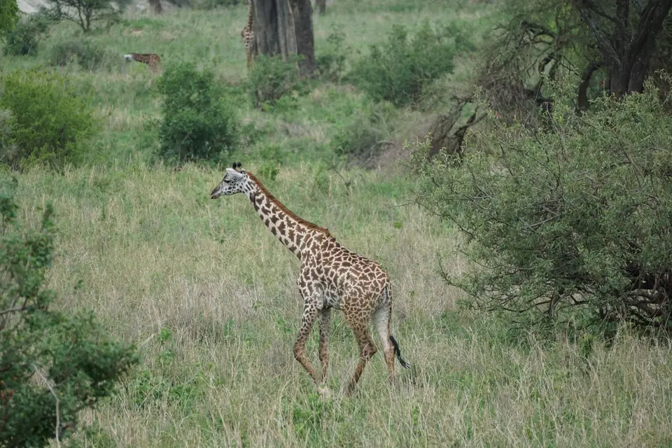 110_Giraffe4_DSC00767.JPG