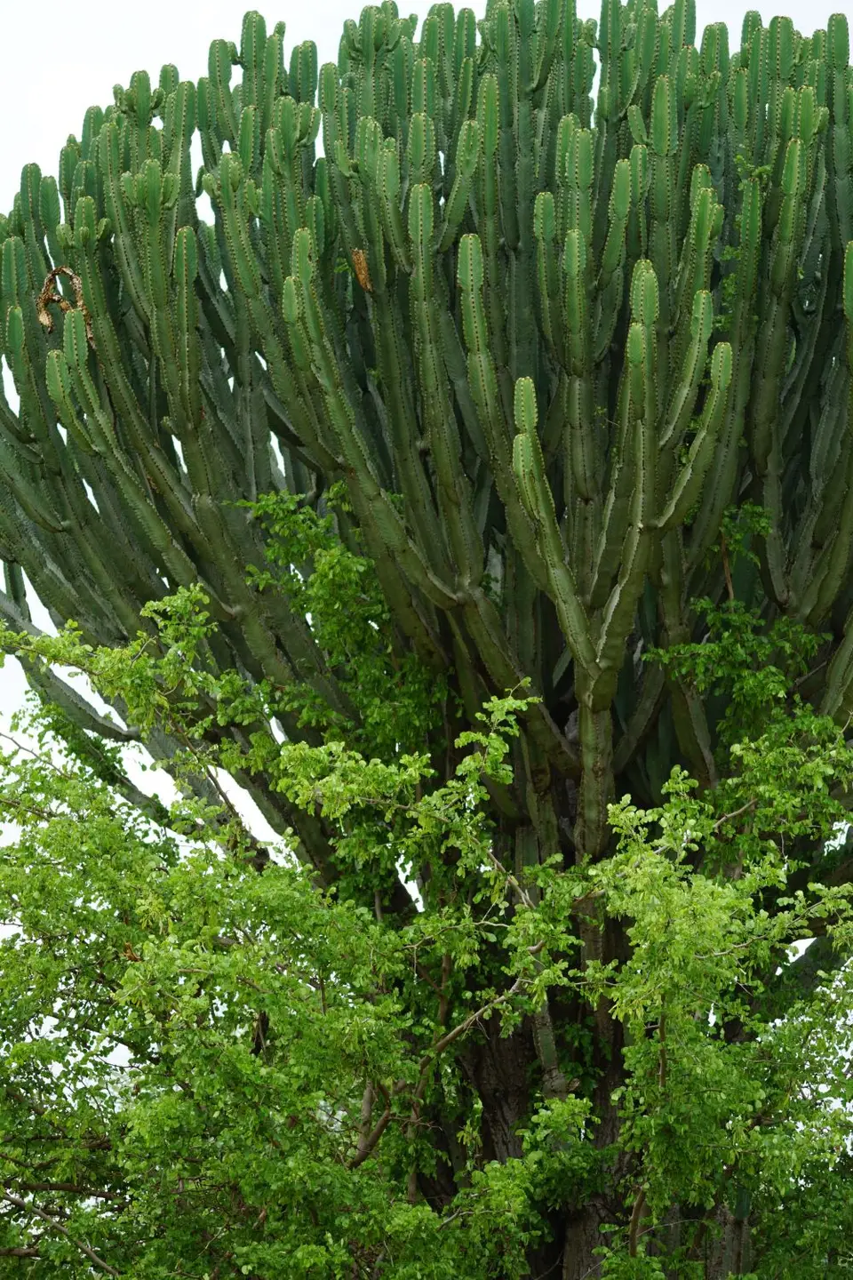 113_'Kandelaberbaum_DSC00773.JPG