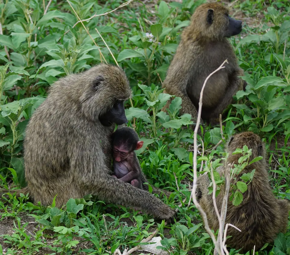 118_Pavian_mit_Baby_DSC00805.JPG