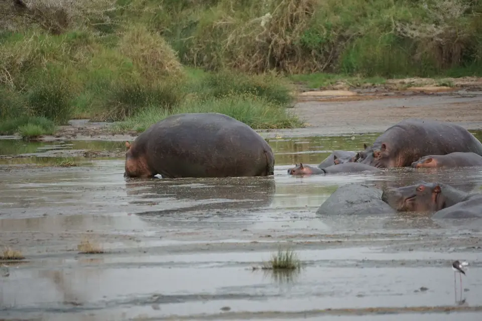 142_Hippos_DSC00877.JPG