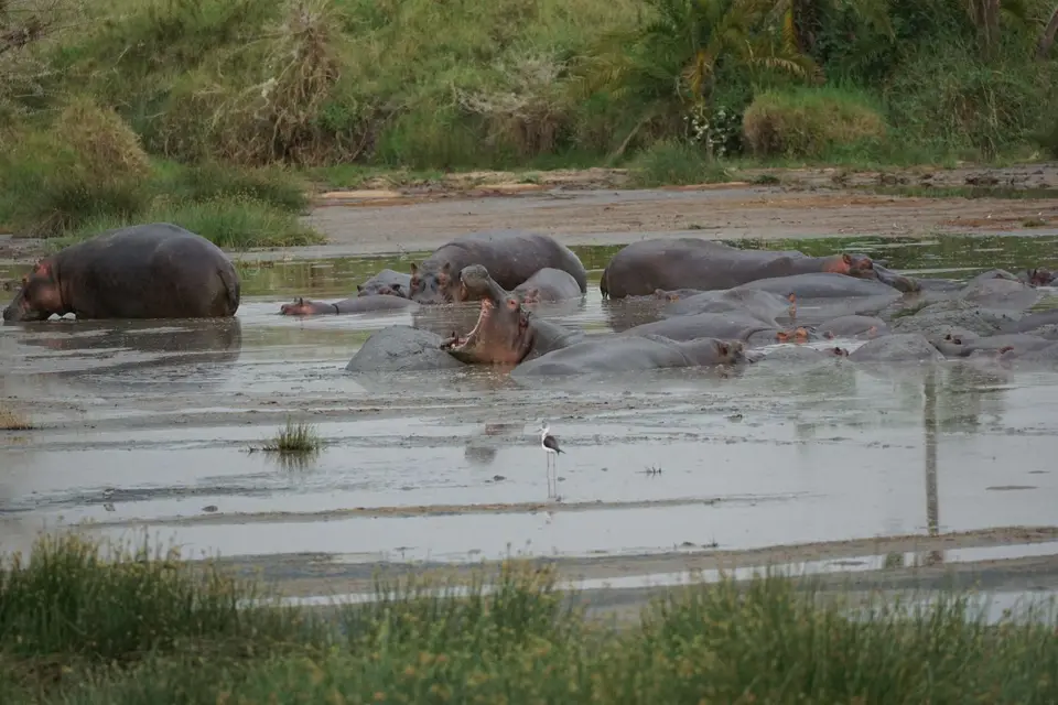 143_Hippos_DSC00878.JPG
