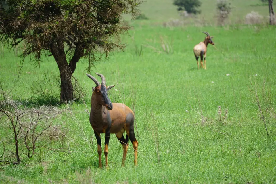171_Serengeti-Topi_DSC00962.JPG