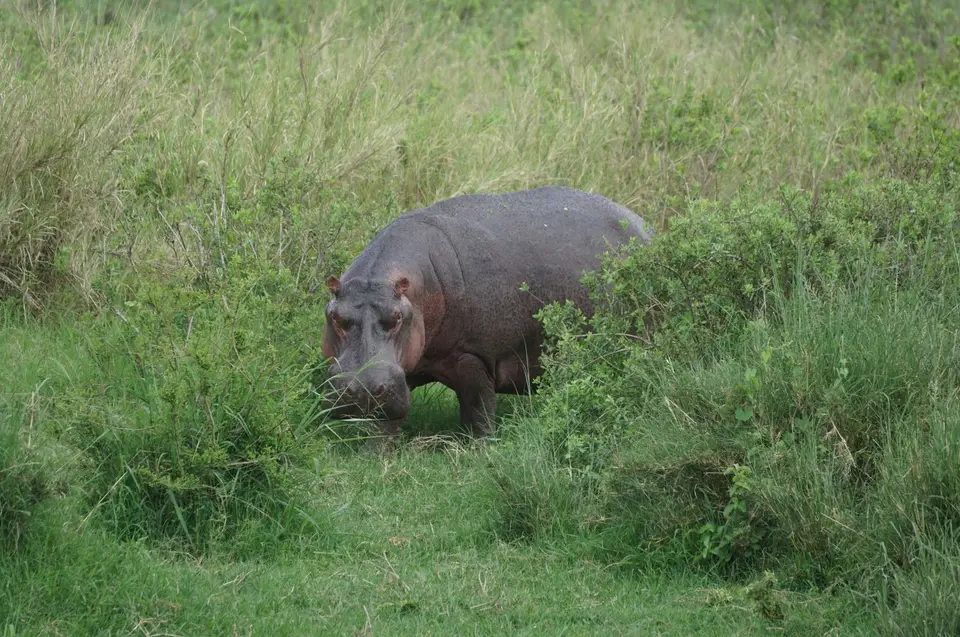 173_Hippo_an_Land_DSC00993.JPG