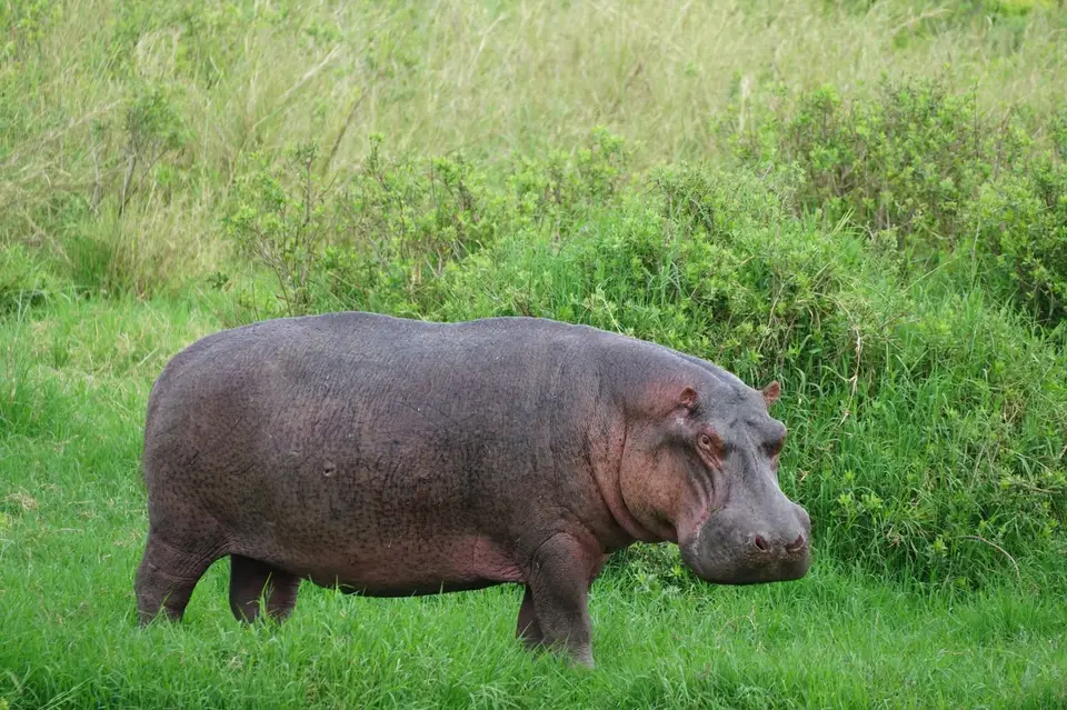 174_Hippo_an_Land_DSC00995.JPG