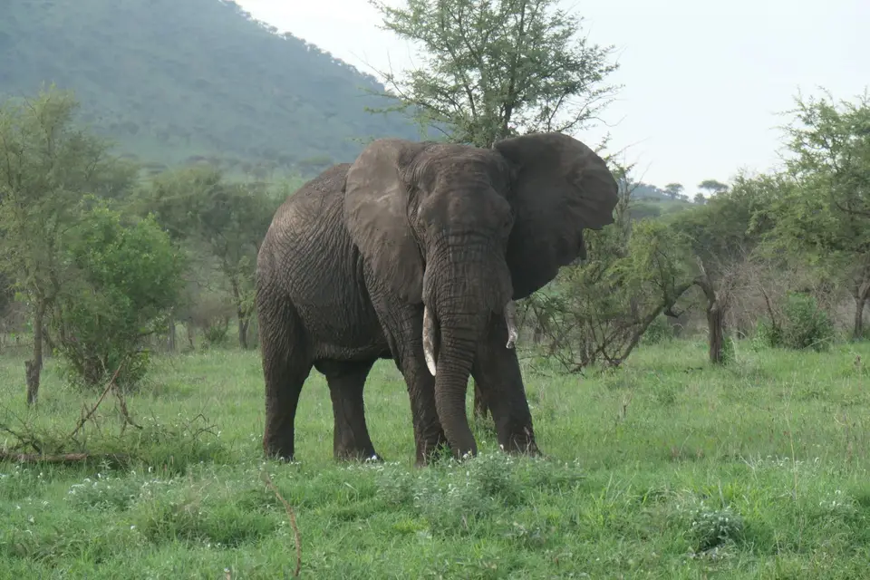 191_Elefant_P1001704.JPG