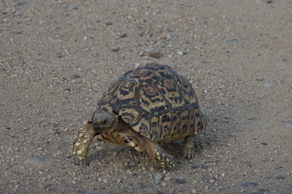 193_Schildkröte_DSC01053.JPG